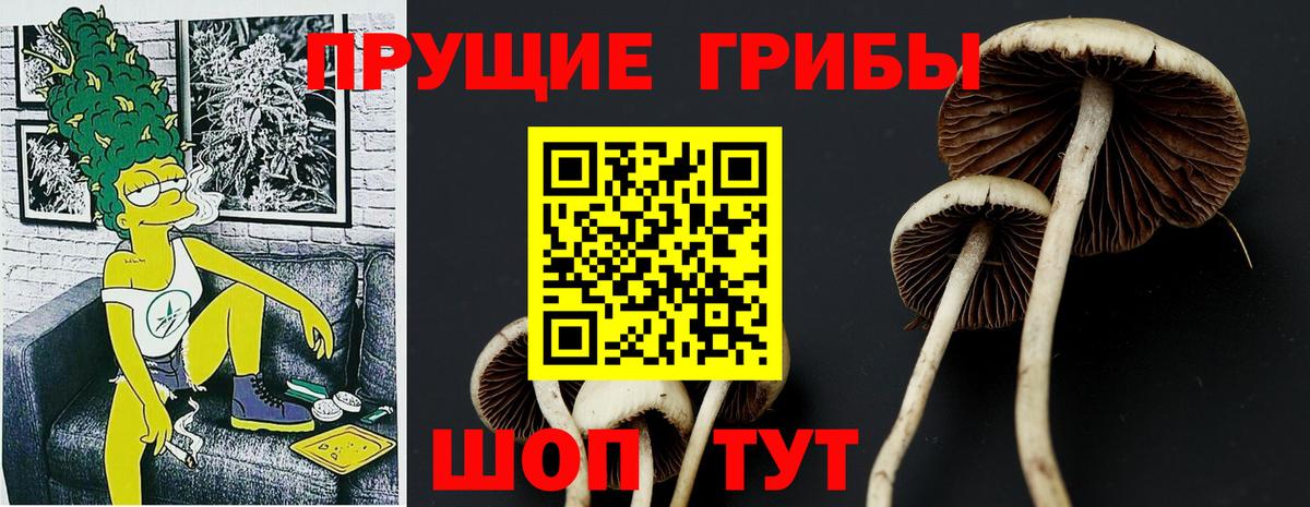 Галлюциногенные грибы Psilocybine cubensis Когалым